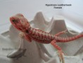 /album/thor-x-chloe/hypotrans-leatherback-f%c3%aamea-n%c2%ba2-jpg/